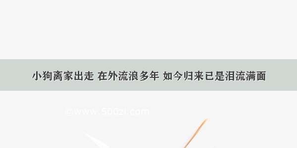 小狗离家出走 在外流浪多年 如今归来已是泪流满面