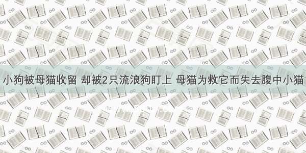 小狗被母猫收留 却被2只流浪狗盯上 母猫为救它而失去腹中小猫