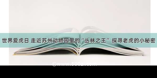 世界爱虎日 走近苏州动物园里的“丛林之王” 探寻老虎的小秘密