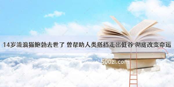 14岁流浪猫鲍勃去世了 曾帮助人类搭档走出低谷 彻底改变命运