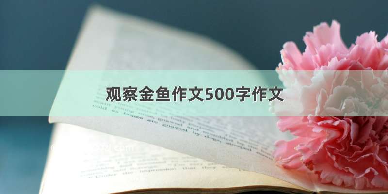 观察金鱼作文500字作文