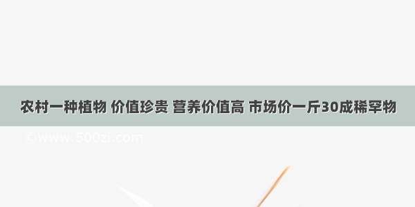 农村一种植物 价值珍贵 营养价值高 市场价一斤30成稀罕物