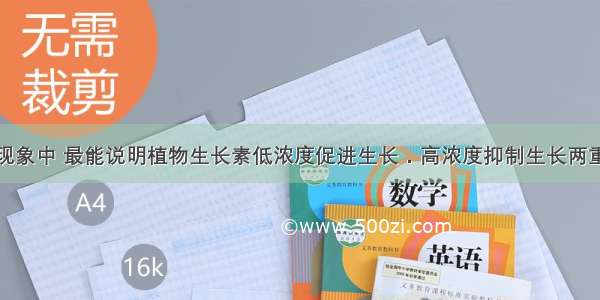 单选题下列现象中 最能说明植物生长素低浓度促进生长．高浓度抑制生长两重性的现象是