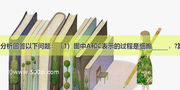 仔细观察图 分析回答以下问题：（1）图中A和C表示的过程是细胞______．?其中A过程形