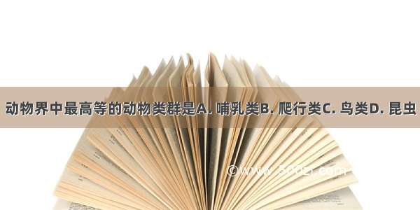 动物界中最高等的动物类群是A. 哺乳类B. 爬行类C. 鸟类D. 昆虫