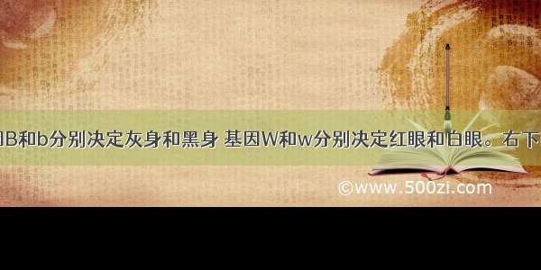 已知果蝇基因B和b分别决定灰身和黑身 基因W和w分别决定红眼和白眼。右下图表示某果蝇