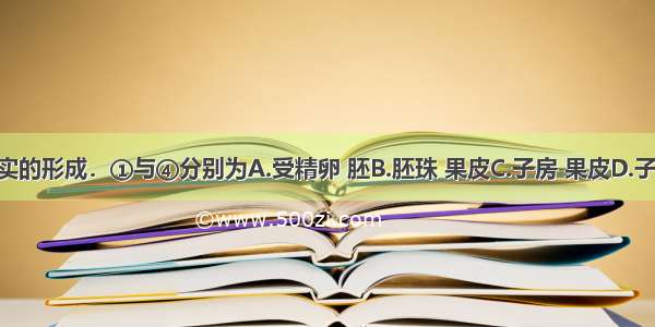 图示果实的形成．①与④分别为A.受精卵 胚B.胚珠 果皮C.子房 果皮D.子房 种子