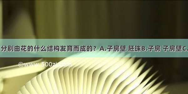 果实 种子分别由花的什么结构发育而成的？A.子房壁 胚珠B.子房 子房壁C.子房 胚珠