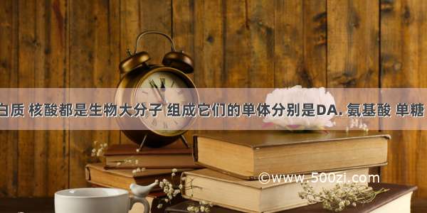 多糖 蛋白质 核酸都是生物大分子 组成它们的单体分别是DA. 氨基酸 单糖 核苷酸B