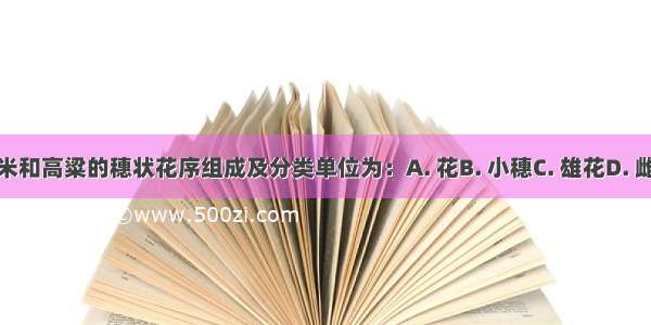 玉米和高粱的穗状花序组成及分类单位为：A. 花B. 小穗C. 雄花D. 雌花