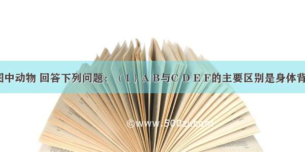 仔细观察图中动物 回答下列问题：（1）A B与C D E F的主要区别是身体背部没有（2