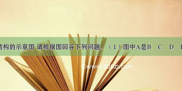 右图为细菌结构的示意图 请根据图回答下列问题。（1）图中A是B　C　D　E　（2）F是　