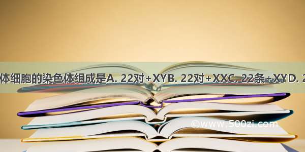 正常女性体细胞的染色体组成是A. 22对+XYB. 22对+XXC. 22条+XYD. 22条+XX